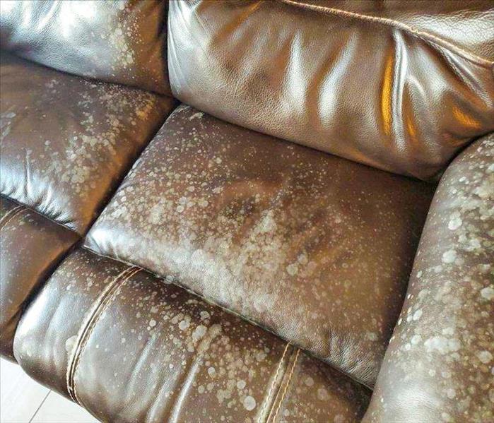 Mold growing on the couch of a Deerfield Beach, FL home.