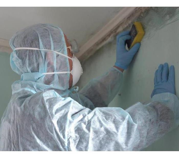 Removing Mold and Mildew. A Man Cleaning Mold From Wall Using Spray Bottle And Sponge